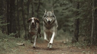 林间狼与猎犬并肩奔跑