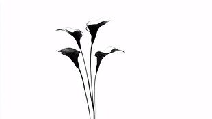 黑白马蹄莲花卉特写