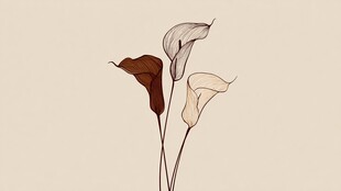 简约线条勾勒的马蹄莲