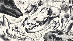 多样动物头骨黑白插画