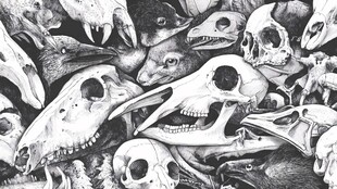 动物头骨大集合