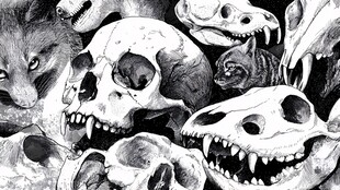 动物头骨插画艺术集合