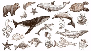 海洋与陆地动物手绘集合
