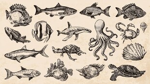 海洋生物手绘插画集合