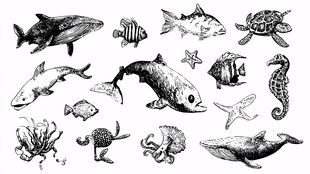 海洋生物手绘集合