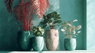 绿植盆栽装点的清新角落