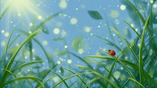 草地上的瓢虫与阳光雨露
