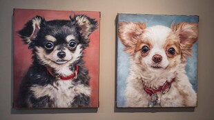 两幅可爱吉娃娃宠物画作