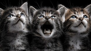 三只萌猫仰头可爱瞬间