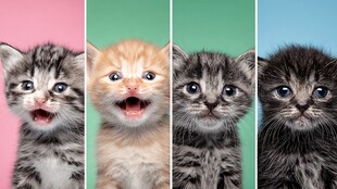 可爱小猫四连拍