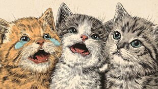 三只萌猫的可爱瞬间