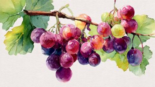 水彩绘葡萄枝上硕果累累