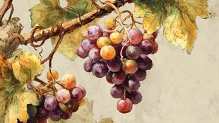 水彩绘葡萄与枝叶