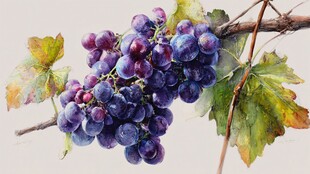 水彩绘紫葡萄与枝叶