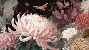 粉色菊花与蜂的梦幻图景