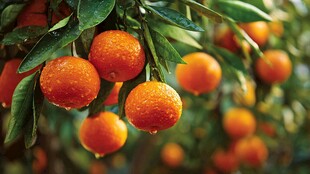 枝头挂满带露的鲜橙