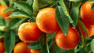 枝头饱满的多汁新鲜橘子