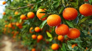 挂满果实的橘子树