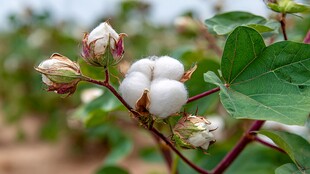 棉花枝头绽放的洁白棉絮