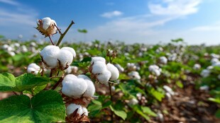 棉田风光 洁白棉朵映蓝天