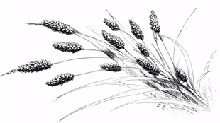 麦穗素描图