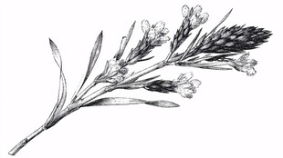 手绘薰衣草花枝图