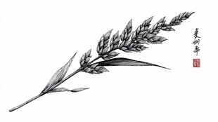 水墨麦穗图