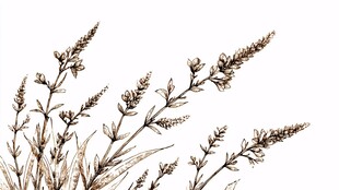 手绘薰衣草植物插画