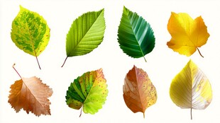 多彩秋叶展示自然之美