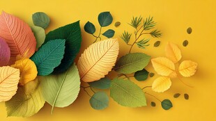 多彩秋叶装点的秋日美景