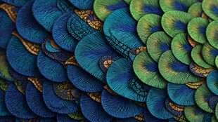 绚丽孔雀羽毛纹理特写