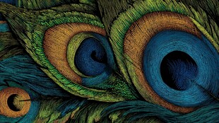 绚丽孔雀羽毛特写