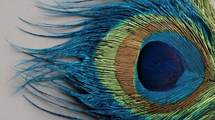 绚丽孔雀羽毛特写