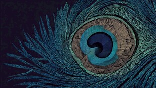 绚丽孔雀羽 独特眼状斑纹