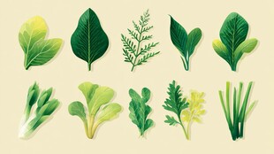 多样新鲜蔬菜叶片插画