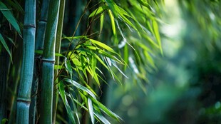 清幽竹林 尽显自然之美