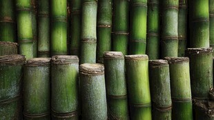 翠绿竹桩堆叠的自然景致