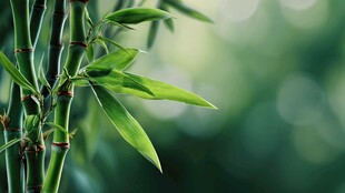 翠绿嫩竹 尽显清新生机