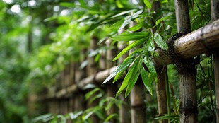 竹篱绿意 清新自然之景