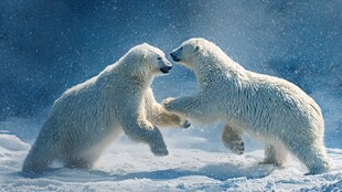 雪地中嬉戏的两只北极熊