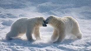 雪地中嬉戏的两只北极熊