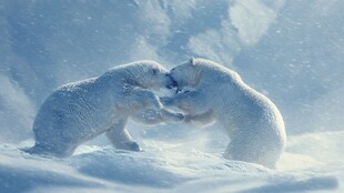北极熊雪地嬉戏瞬间