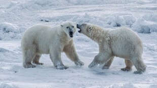 北极熊雪地嬉戏互动场景