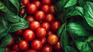 新鲜樱桃番茄与翠绿叶片