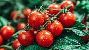 新鲜诱人的枝头小番茄