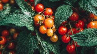 饱满诱人的各色小番茄