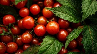 饱满红樱桃伴翠绿叶片