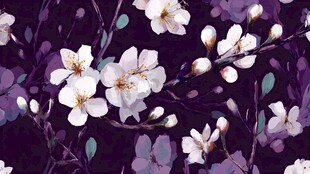 紫色背景上的唯美白色花卉