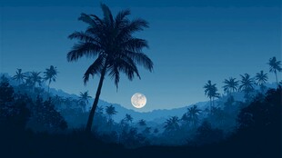 月夜下的椰林静谧美景