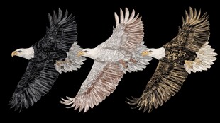 三只展翅雄鹰翱翔画面